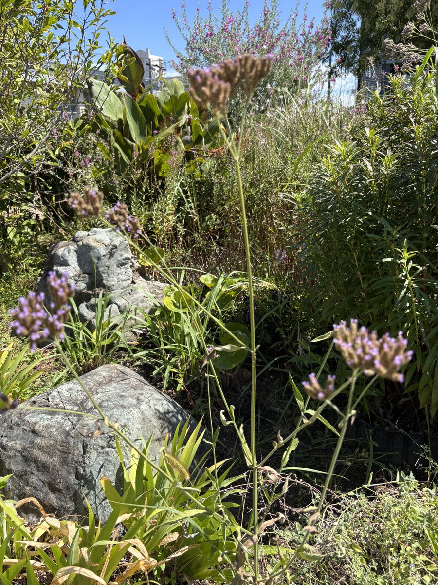 風が吹いても折れない
アレチハナガサ
花言葉　芯が強い

優しいけれど
きちんと自分の軸を
持っている人

あなたがあなたらしく
進んで行く道を
諦めないで
一緒に前を向いて
歩いていきたい

#あの子たち
#心はそばにいるよ