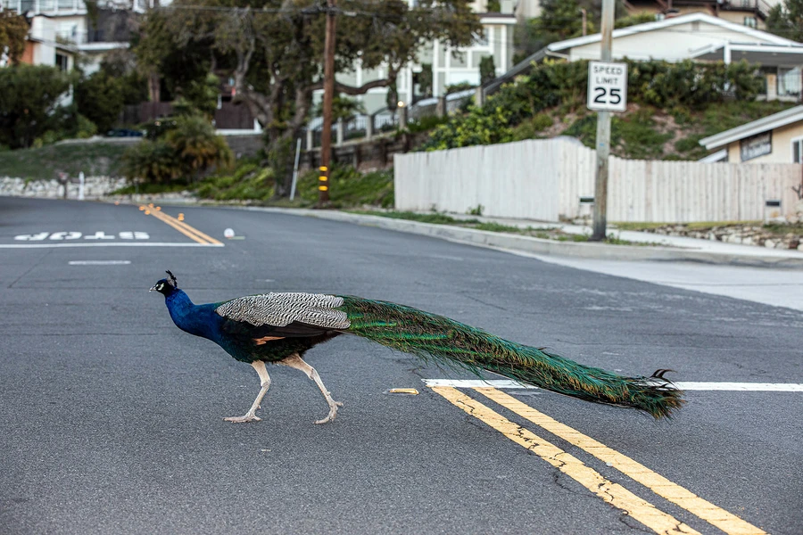 К репосту ниже - я раньше жила в месте, где на соседнюю улицу любили прилетать павлины из местного заповедника. И как же бесились соседи с этих куриц 🤣А это натурально курицы, по поведению и уму, орут и гадят 😅
Но когда впервые видишь павлина посреди города - это взрывает мозг)
