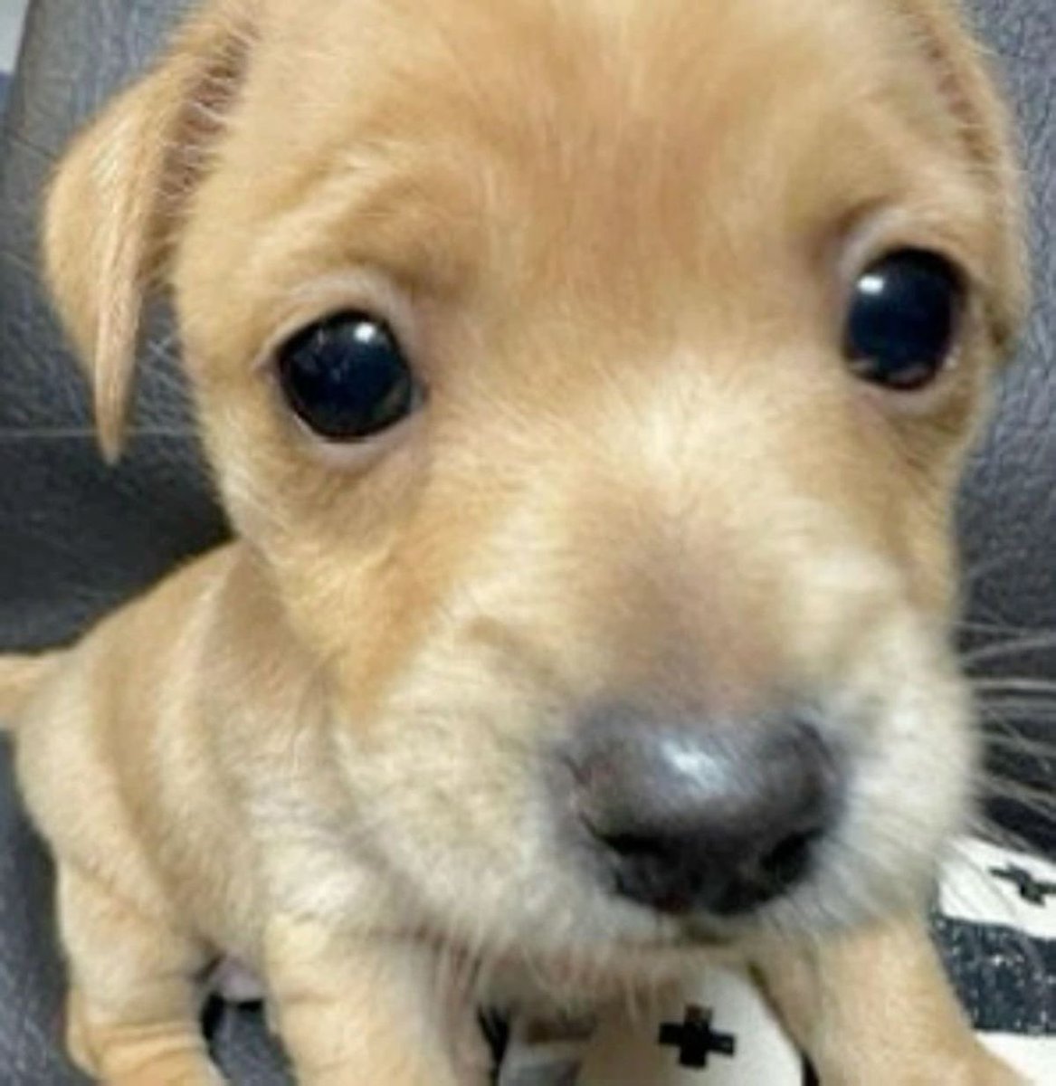 Two puppies having a staring contest