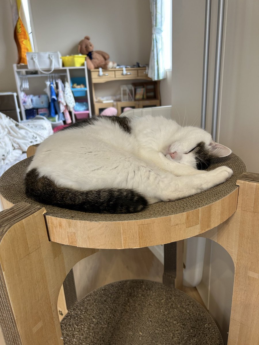 おはよー🐈

#猫のいる暮らし　#白猫　#立夏くん