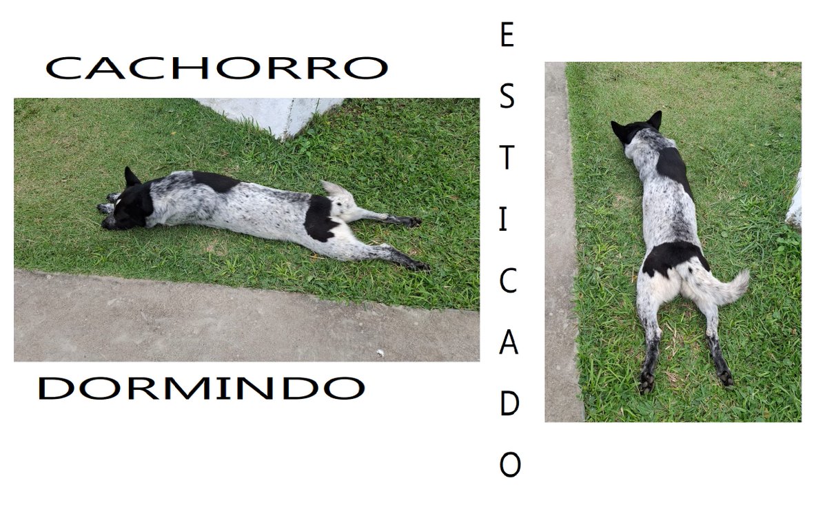 celibato (@raposilds) on Twitter photo 