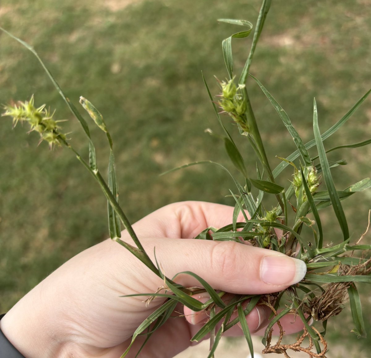 Shoutout to the Midwest’s most hated plant