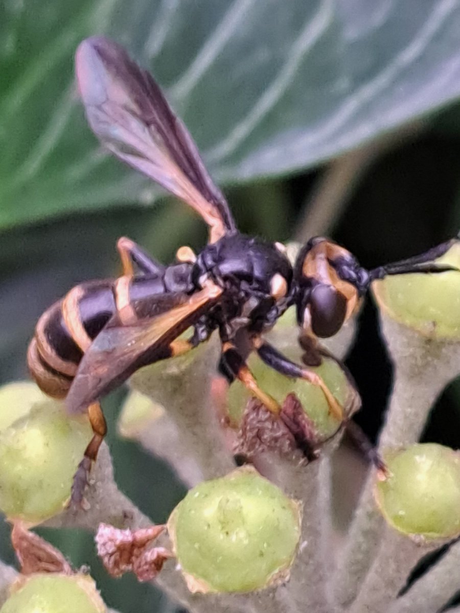 Dit is geen wesp maar de 'Duistere wespblaaskop'. De duizendste soort planten en dieren in onze tuin in #Raalte, en 'zeer zeldzaam' vlgs <a href="/obsidentify/">ObsIdentify</a> Mei '23 begon ik aan deze 'safari in eigen tuin', geïnspireerd door boek #mijn1000soortentuin van #luchoogenstein