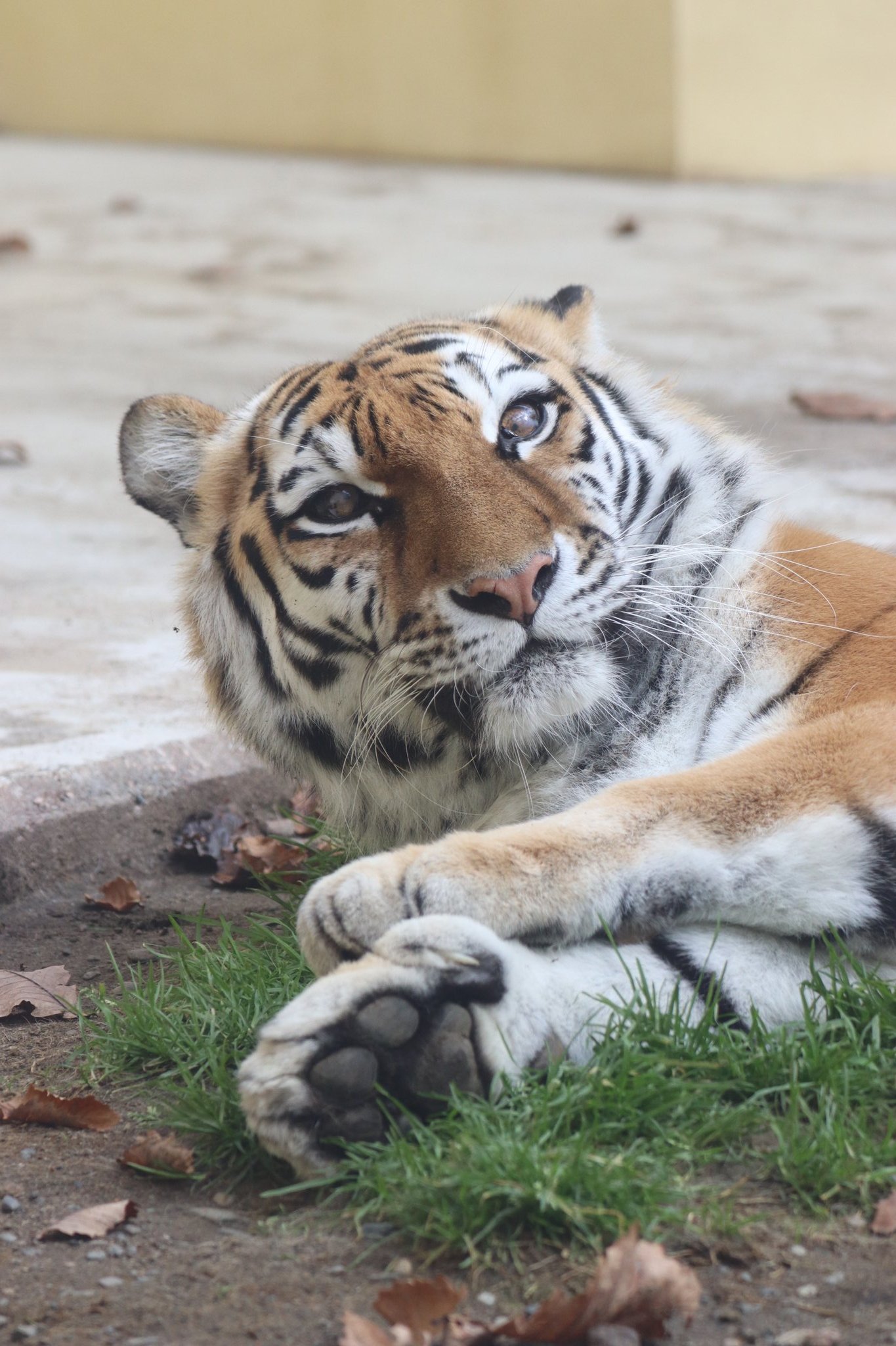 送料無料/新品/釧路市動物園/50周年記念/ありがとうアムールトラココア/写真集 送料無料/新品/釧路市動物園/50周年記念/ありがとうアムールトラ