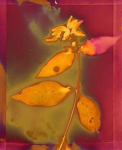 ****she once burned raw and wild
now she moves with wisdom untouchable and fierce ***