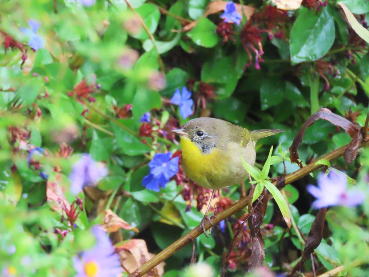 alexmwang1992's tweet image. The juvenile male common yellowthroat is still in the Heather Garden, Fort Tryon Park.@BirdCentralPark #birdcpp