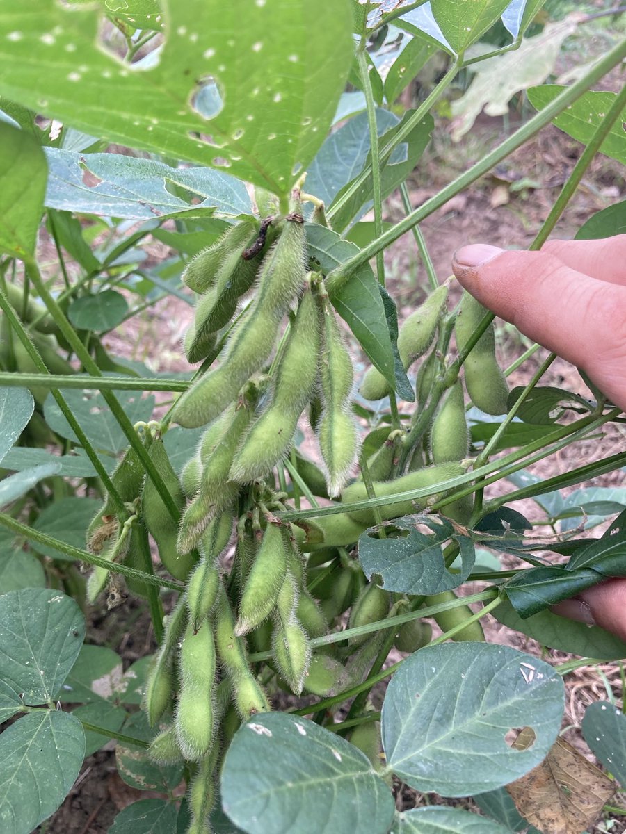 枝豆を放置してたら大量に実を付けてた！収穫するかあ