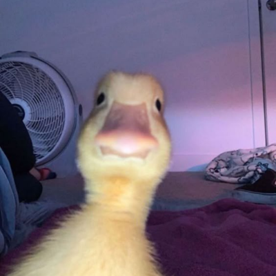 Haroldonbnb's tweet photo. 哈罗德正在BSC直播。

嘎嘎！

Harold is live on BNB right now.

Quack!

0x10719ed7ab65aa604a9cd555ca8f8ca811b34444

https://t.co/3ZRavOHsRw

https://t.co/m5Sm2RQXke https://t.co/eAgpa3usTk