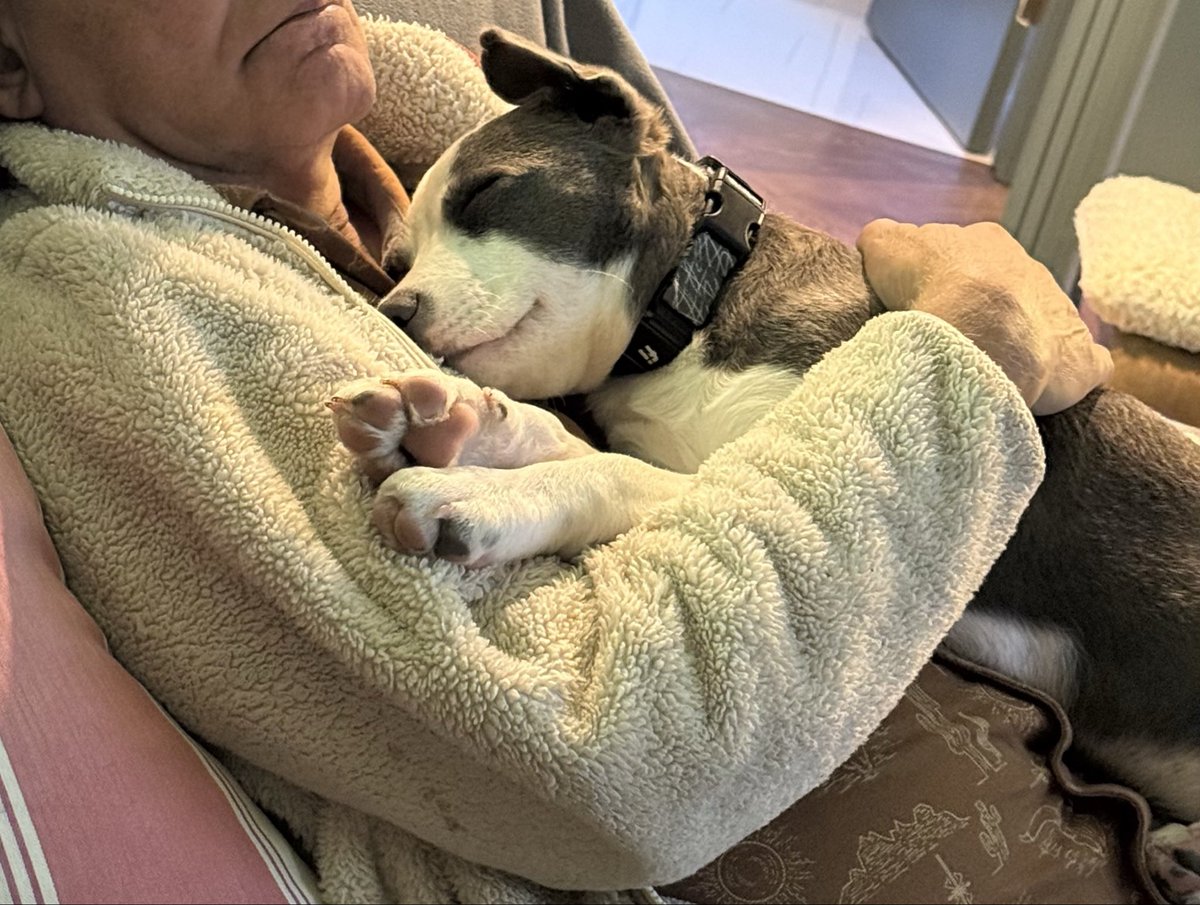 olli27656_ollie's tweet photo. So this is the new agreement I negotiated with my dad. Every time he watches football, he has to cuddle me to sleep. And then, he can’t scream at the TV and wake me up. Do you think I negotiated a good deal? 🏈😉❤️🐾 https://t.co/GMmGOFRrTT