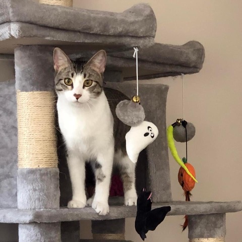 PaulJerard's tweet image. "Friends, humans, and fellow cats: Happy #CatBoxSunday Night! I've been hanging out in my #CatBox condo today. Gypsy made an unforgettable pumpkin soup this afternoon. Everyone wore a different NFL football jersey, which kept everything peaceful."
😺🐰😻 ~ Sophie