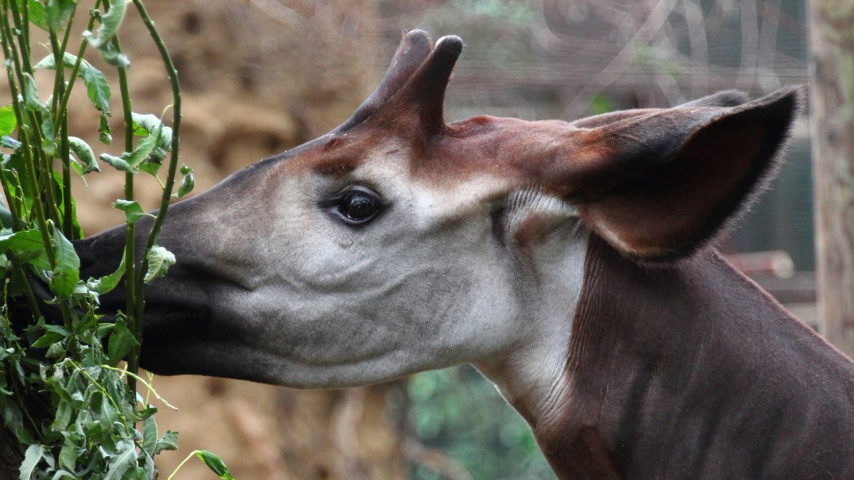 PalmOilDetect's tweet image. The #Okapi is to #Congo what the Panda is to China, a national treasure and a strange blend of a #giraffe and #zebra. They&apos;re #endangered by #palmoil and #tobacco #deforestation. Help them survive when u #BoycottPalmOil #Boycott4Wildlife @palmoildetect  wp.me/pcFhgU-10X