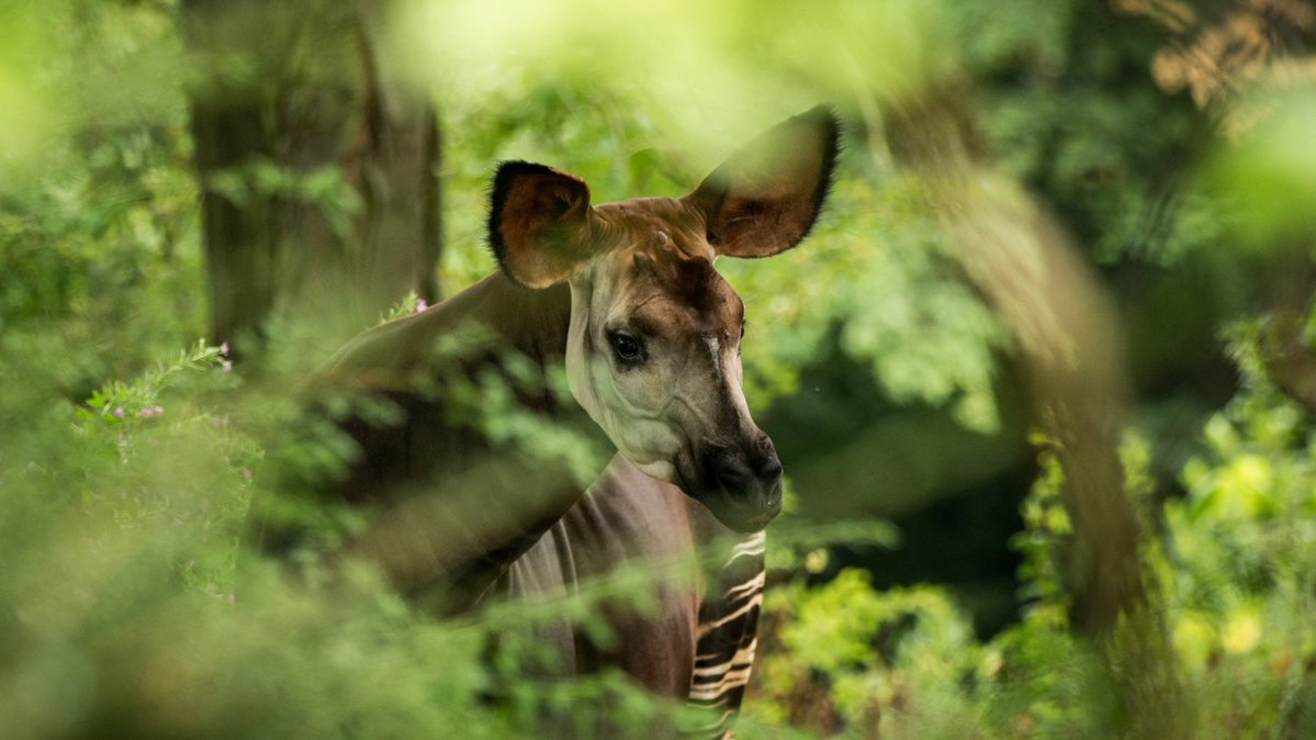 PalmOilDetect's tweet image. The #Okapi is to #Congo what the Panda is to China, a national treasure and a strange blend of a #giraffe and #zebra. They&apos;re #endangered by #palmoil and #tobacco #deforestation. Help them survive when u #BoycottPalmOil #Boycott4Wildlife @palmoildetect  wp.me/pcFhgU-10X