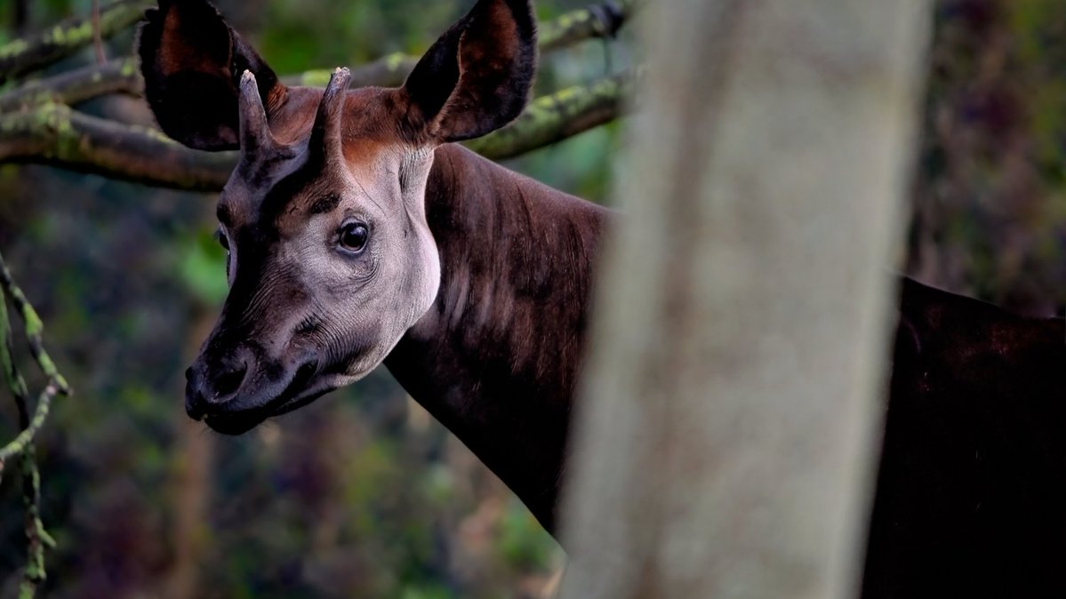 PalmOilDetect's tweet image. The #Okapi is to #Congo what the Panda is to China, a national treasure and a strange blend of a #giraffe and #zebra. They&apos;re #endangered by #palmoil and #tobacco #deforestation. Help them survive when u #BoycottPalmOil #Boycott4Wildlife @palmoildetect  wp.me/pcFhgU-10X