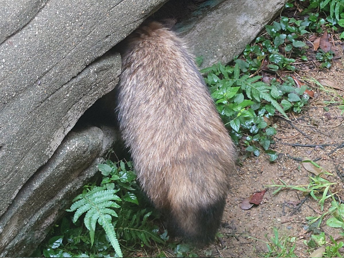 頭隠してたぬケツ隠さず