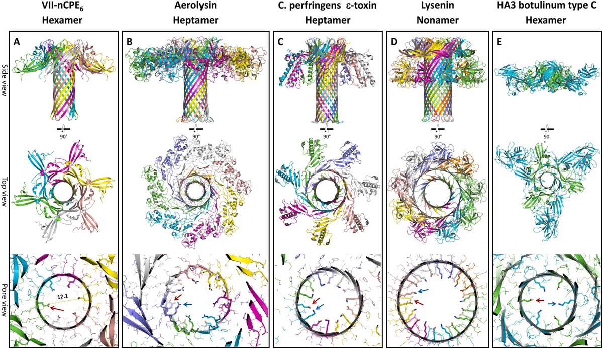 CSB_Journal's tweet image. 🔗 C. perfringens enterotoxin-claudin pore complex: Models for structure, mechanism of pore assembly and cation permeability. DOI: doi.org/10.1016/j.csbj…
📚 CSBJ: csbj.org
#StructuralBiology #ComputationalBiology #CPE #AlphaFold2 #MolecularDynamics @CSB_Journal