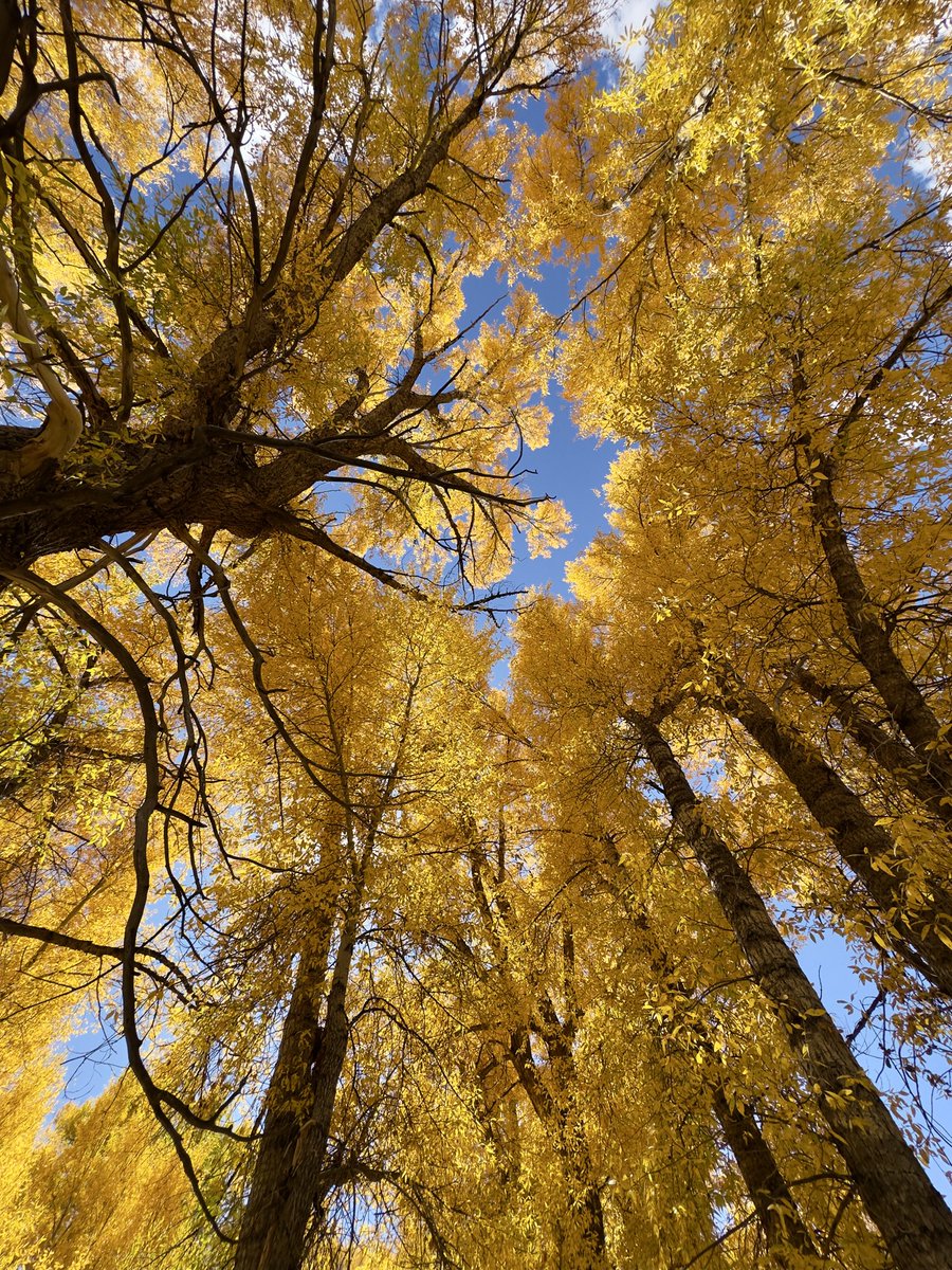 davidwattsjr's tweet image. Cottonwood trees in Colorado. 

iPhone 14 Pro Max