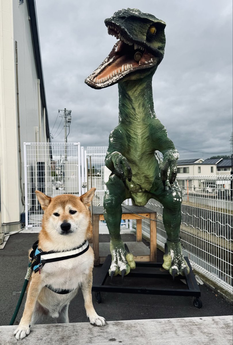 きむよしと柴犬はる (@yoshi1830) / Posts / X