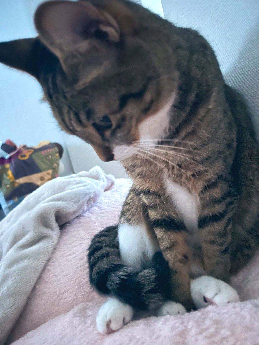 🌼マロン🐈🌼 (@maron2021_06_03) / X