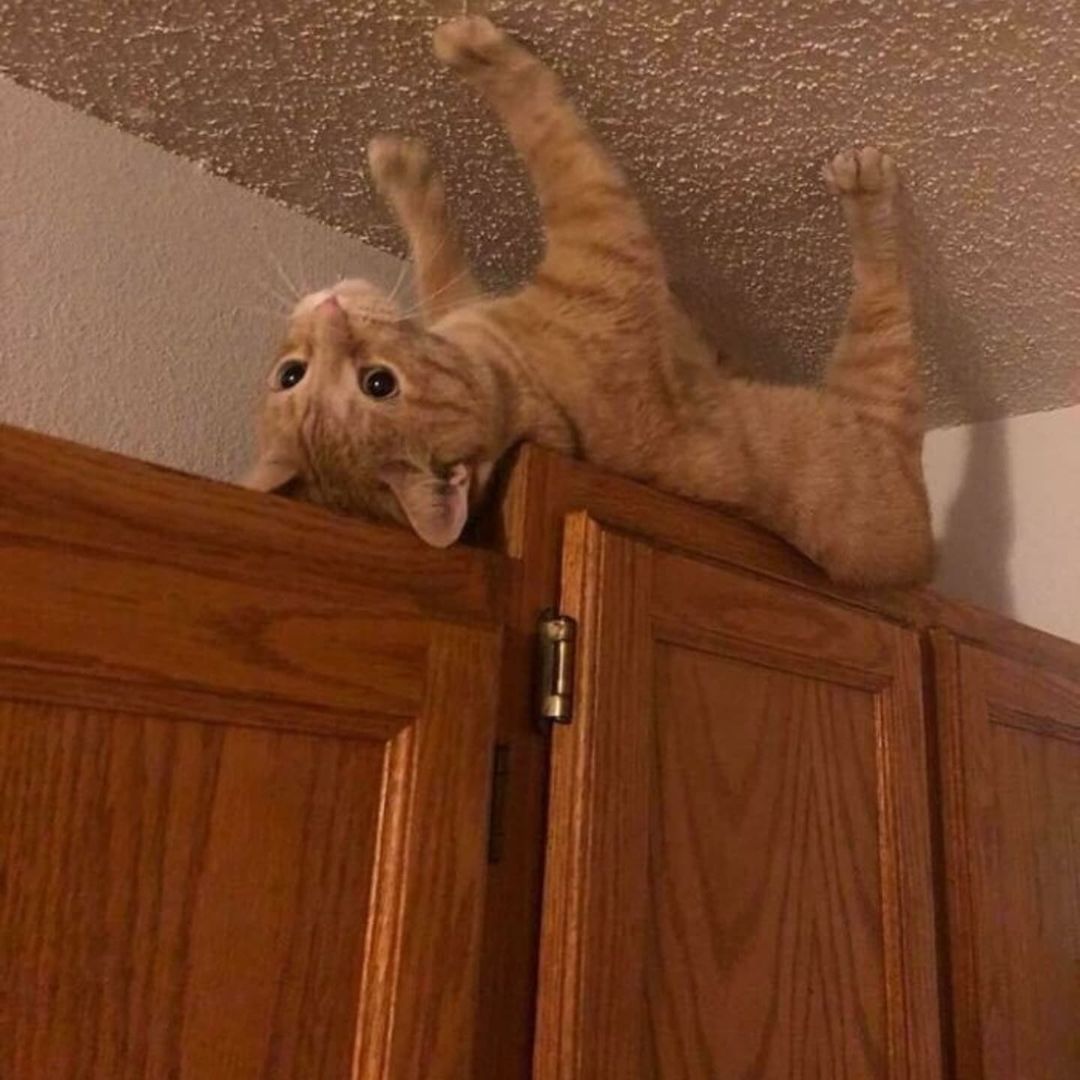 Catsillyness's tweet image. 