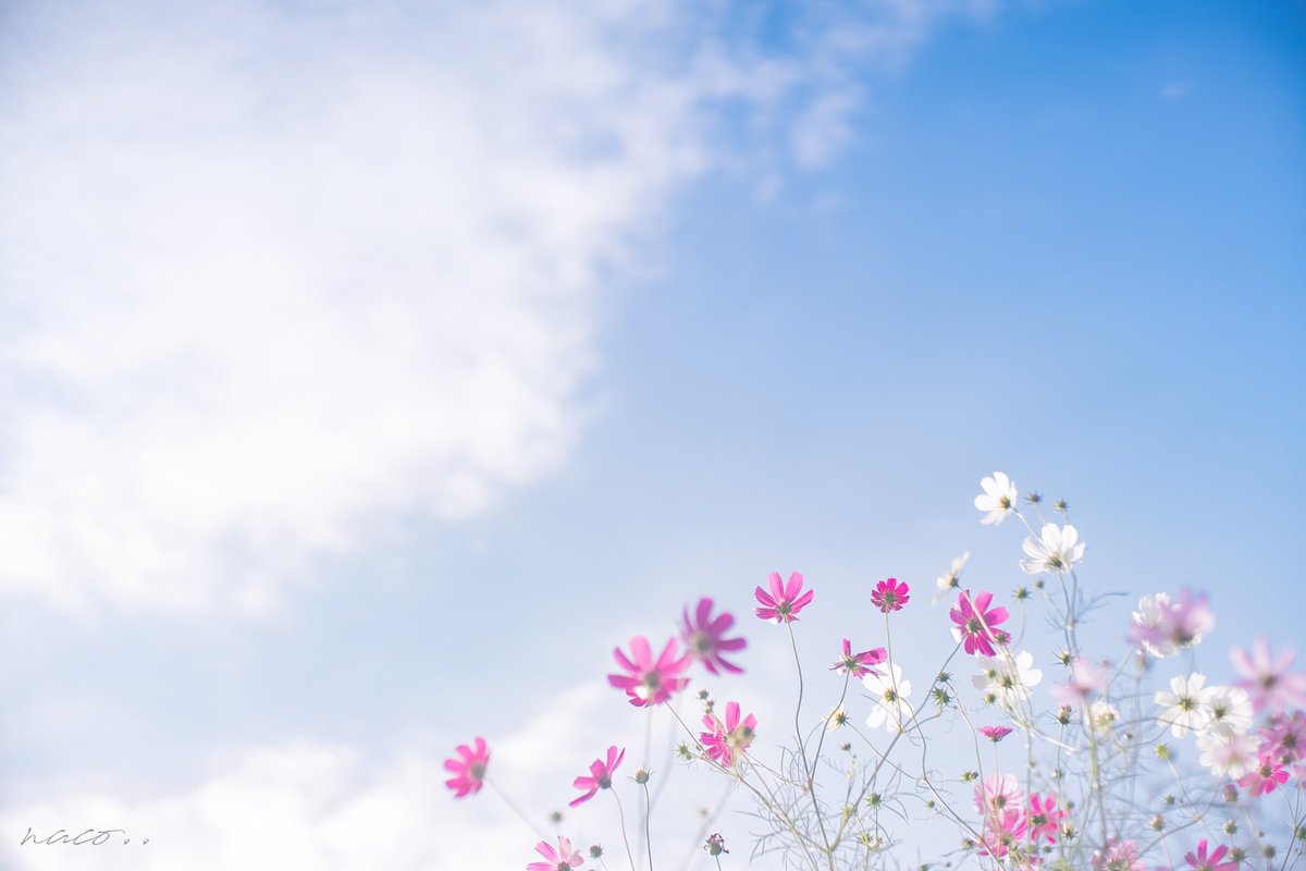 nacoページ naco@イラスト/ Live2D (@__naco3) / Posts / X