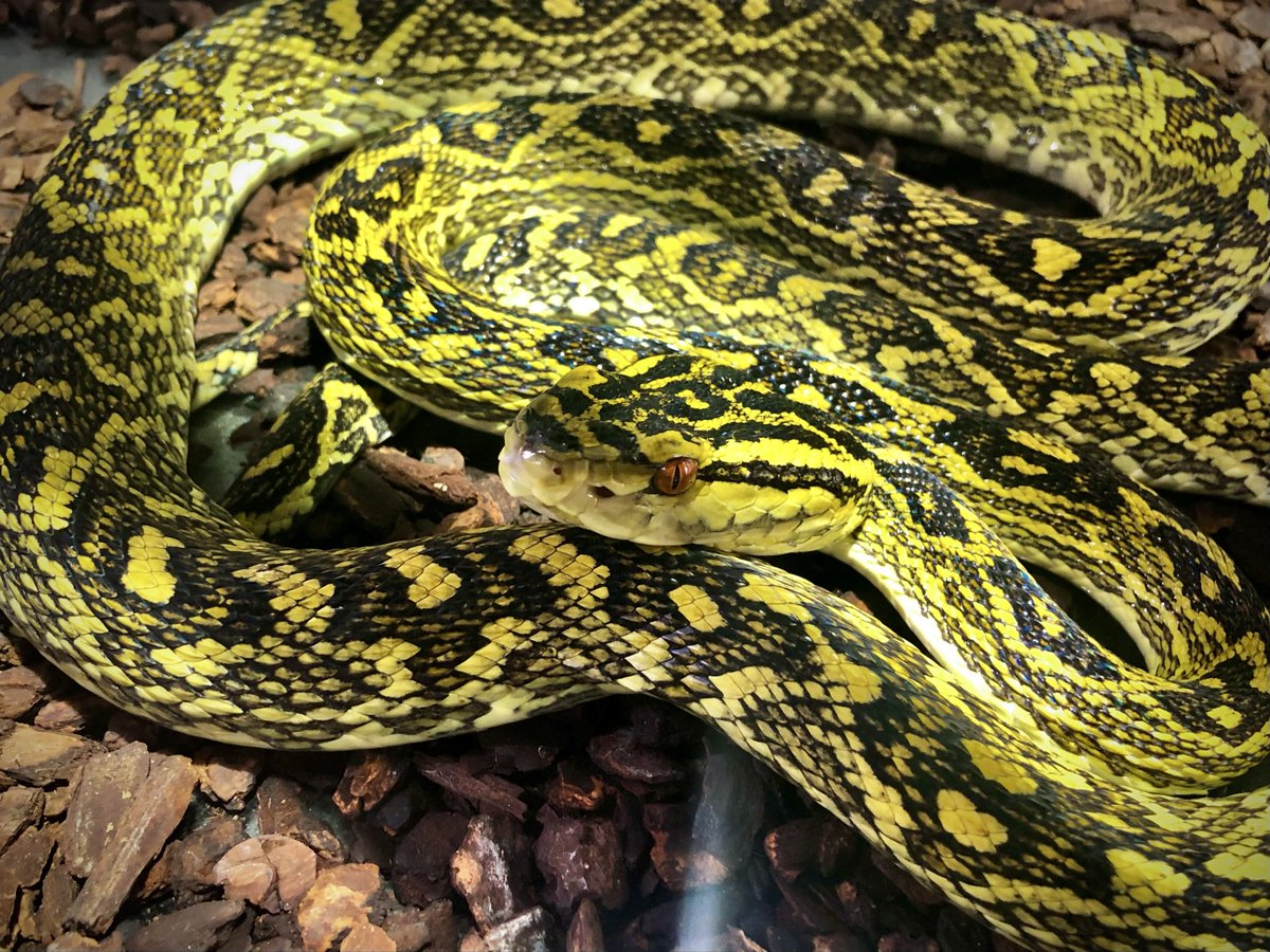 MOD_yokohama's tweet photo. ハブ脱皮して大変美しく！
本日も18時オープン。

※特定動物許可番号
横浜市医動指令第31号 ホンハブ https://t.co/4EG44bcTqC