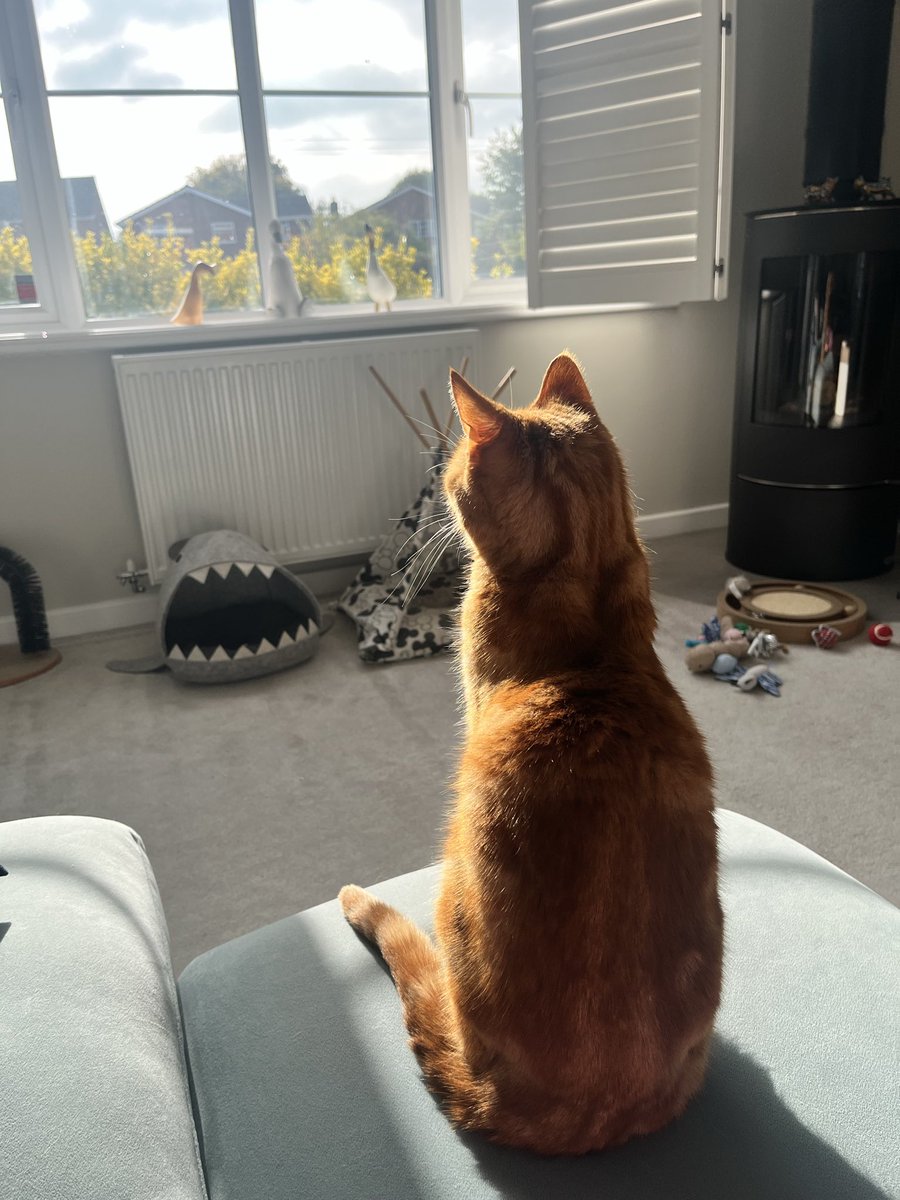 CatsStole's tweet photo. Waiting for furrends to visit😻😻 #Cats #CatsOfTwitter #CatsOnTwitter #CatsOfX #CatsOnX #TabbyTroop #GingerCats 

Books_my_cats_stole on IG https://t.co/AGMqvJ7a25