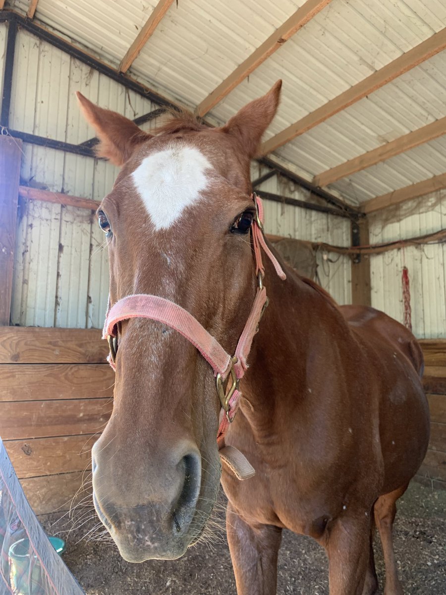 NancyDickens5's tweet image. Horse blanket washing day and Toby and Lil’ Nancy are like, “ It’s about dang time!”