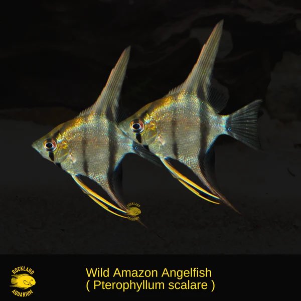 Such a wonderful example of an agent taking advantage of its environment 

“Angelfish live in the clear surface waters of the Amazon. They have flattened bodies with silver skin, similar to a mirror. When one fish invades another's territory, the defender leaves the shelter of