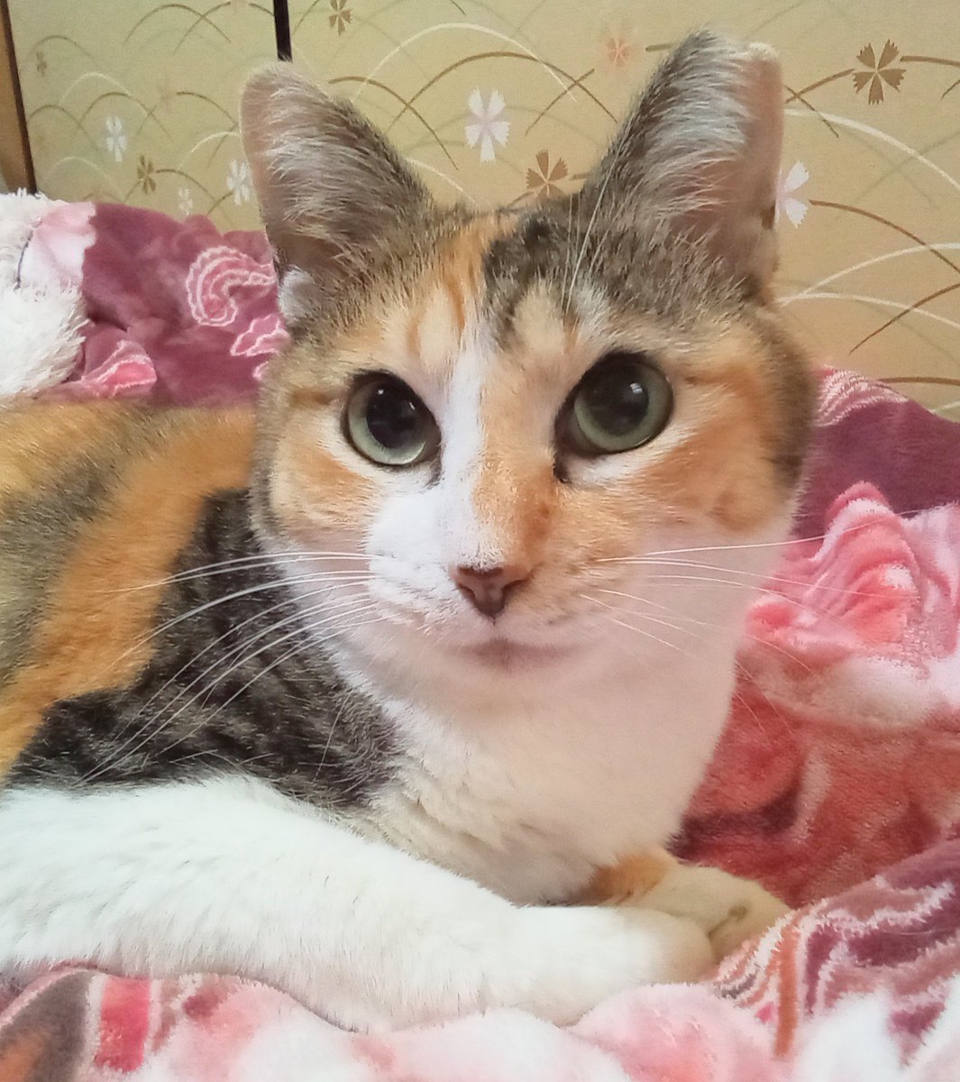 potato_060's tweet image. おはようございます😊
今週もよろしくお願いいたします✨
良い１日をお過ごしください🍀
にゃ～🎶