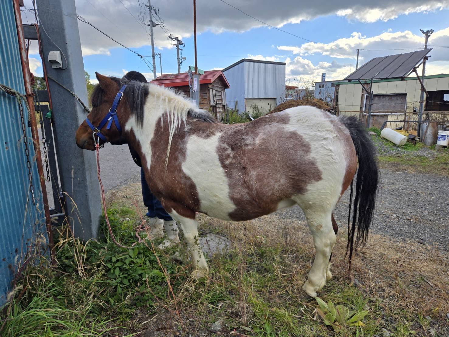 馬のポニー るな on X: 