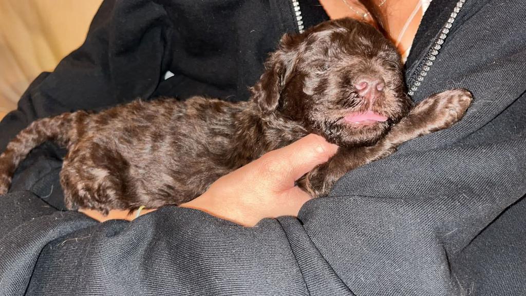 EL AMPARO DEL SUR tweet media