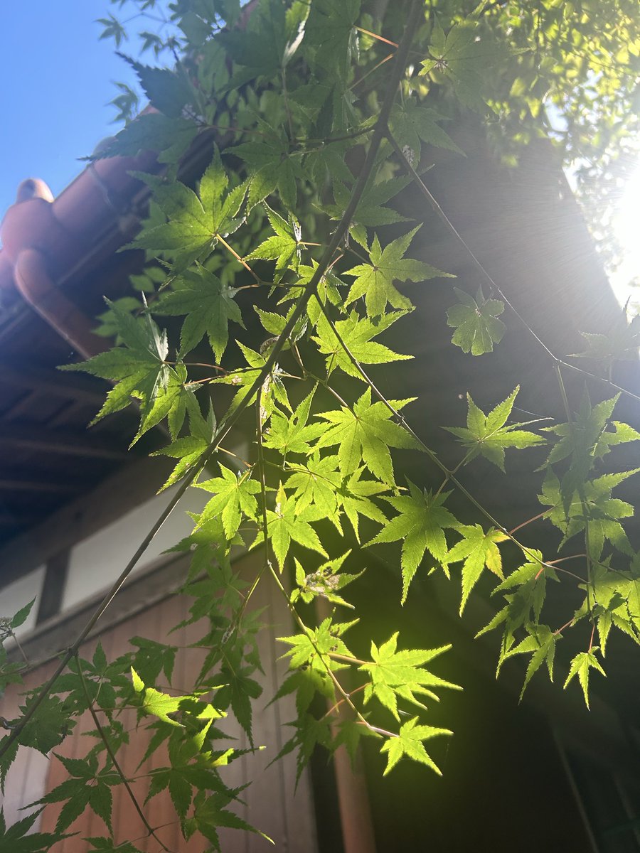 #おは戦71013🌛SP
おはようございます🍀

娘の病棟で立て続けに患者さんが亡くなり
以前入院していた患者さんも
不慮の事故で亡くなったと夜勤明けに聞いて来た

10月に入って体調を崩している娘

コロナ、インフルではなかったが
風邪から咳喘息のようになり