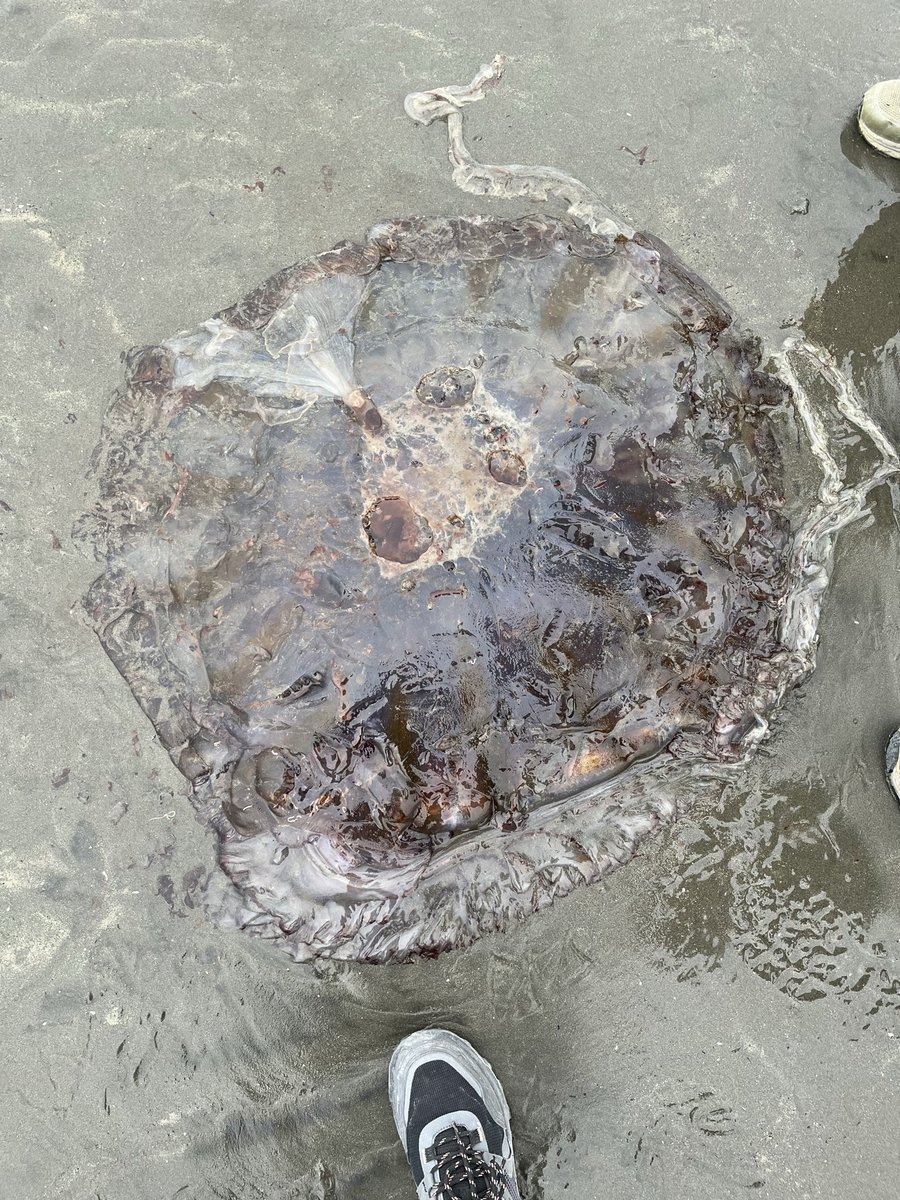 Sabían que por nuestro mar patagónico andan medusas de ESTE tamaño?