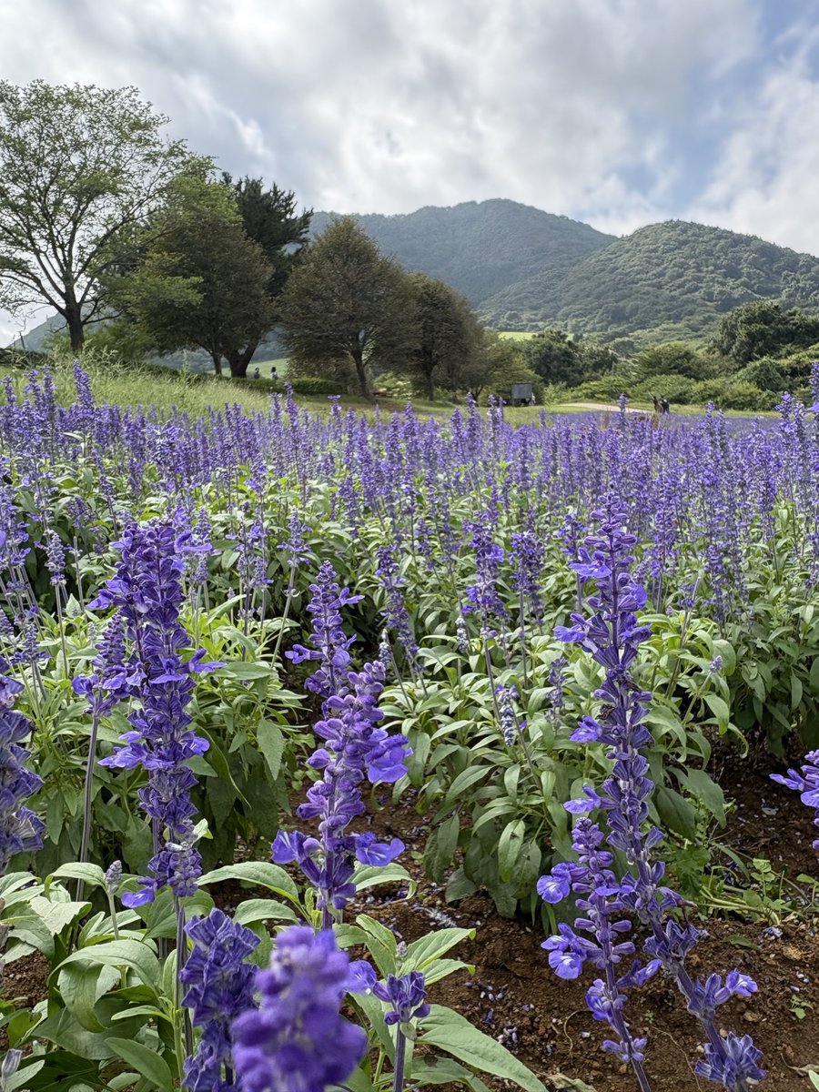 endokaiji_'s tweet image. おはようございます☀