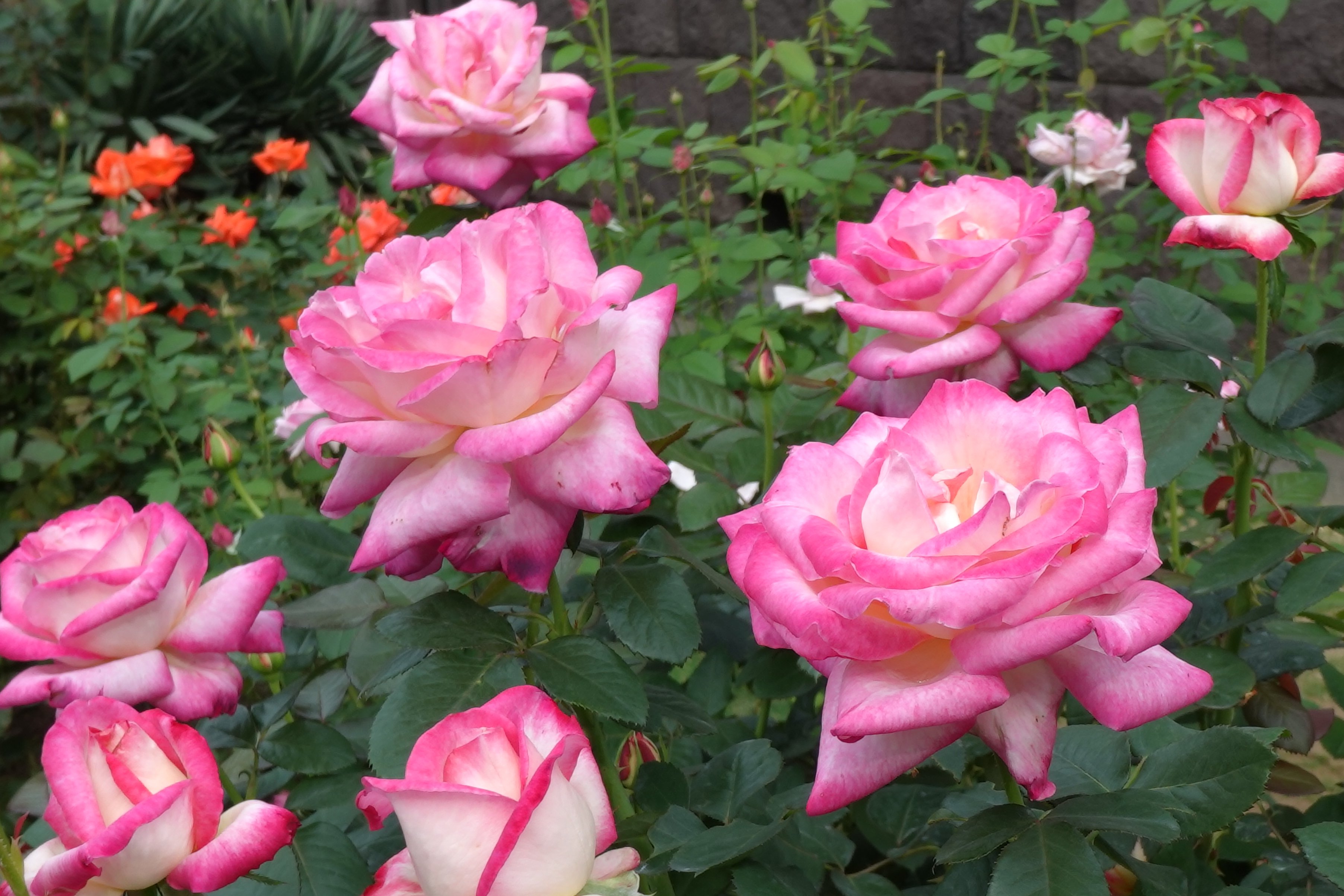 mio様向けー300 油絵/花/薔薇/バラ/旧古河庭園場/F4号 mio様向けー300 油絵/花/薔薇/バラ/旧古河庭園場/F4号 mio