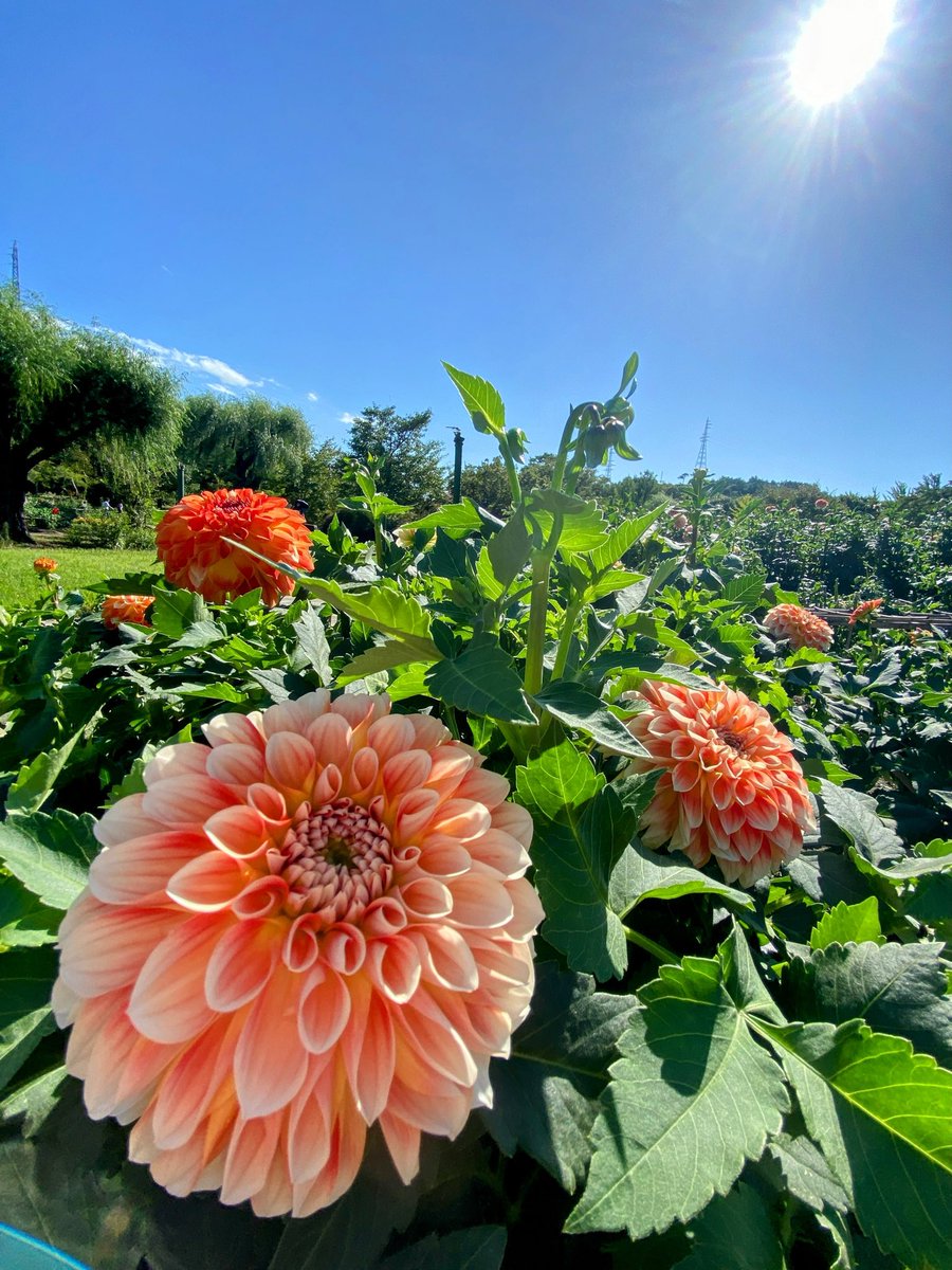 tabimuyan2nd's tweet image. #中年も花を愛でる
#flower
#川西ダリヤ園
#ダリヤ