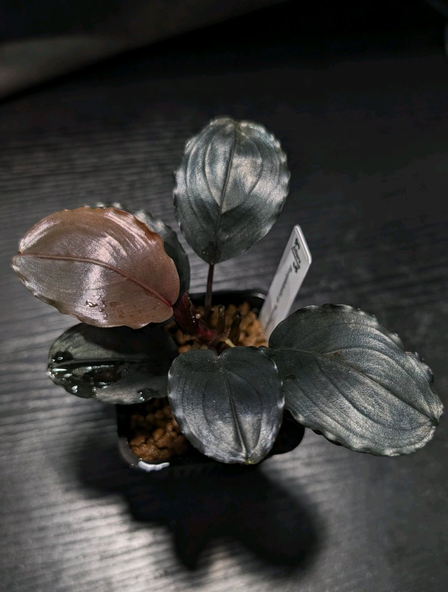 ブセファランドラ・シベルパウ　フォロー、割引、送料無料。 ブセファランドラ・シベルパウ フォロー、割引、送料無料