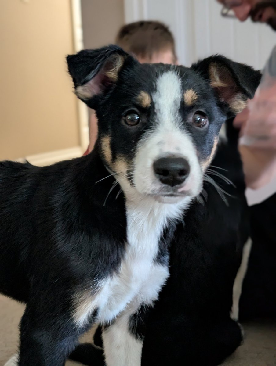 Ruby_Rogue's tweet image. Just got these two, I really want to name them Clancy and Bandito but we ended up going with Si (Simon) and Bash (Sebastian)