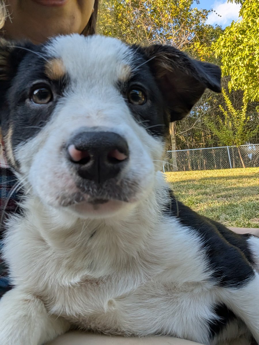 Ruby_Rogue's tweet image. Just got these two, I really want to name them Clancy and Bandito but we ended up going with Si (Simon) and Bash (Sebastian)