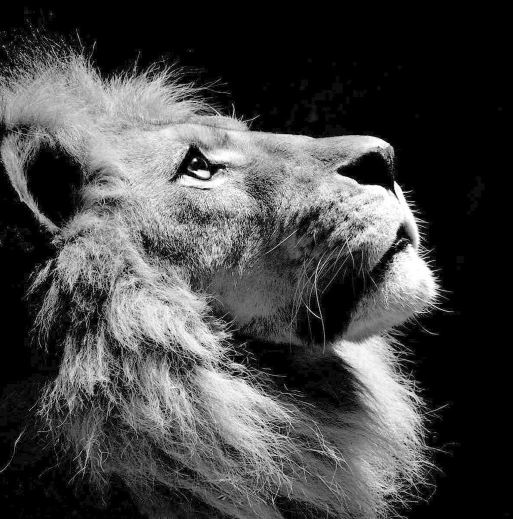 shufflecom's tweet photo. The lion does not concern himself with losing https://t.co/m5zoWzM73j
