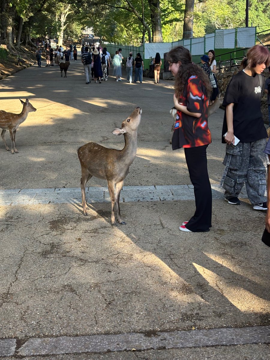 поклонение оленям в Наре