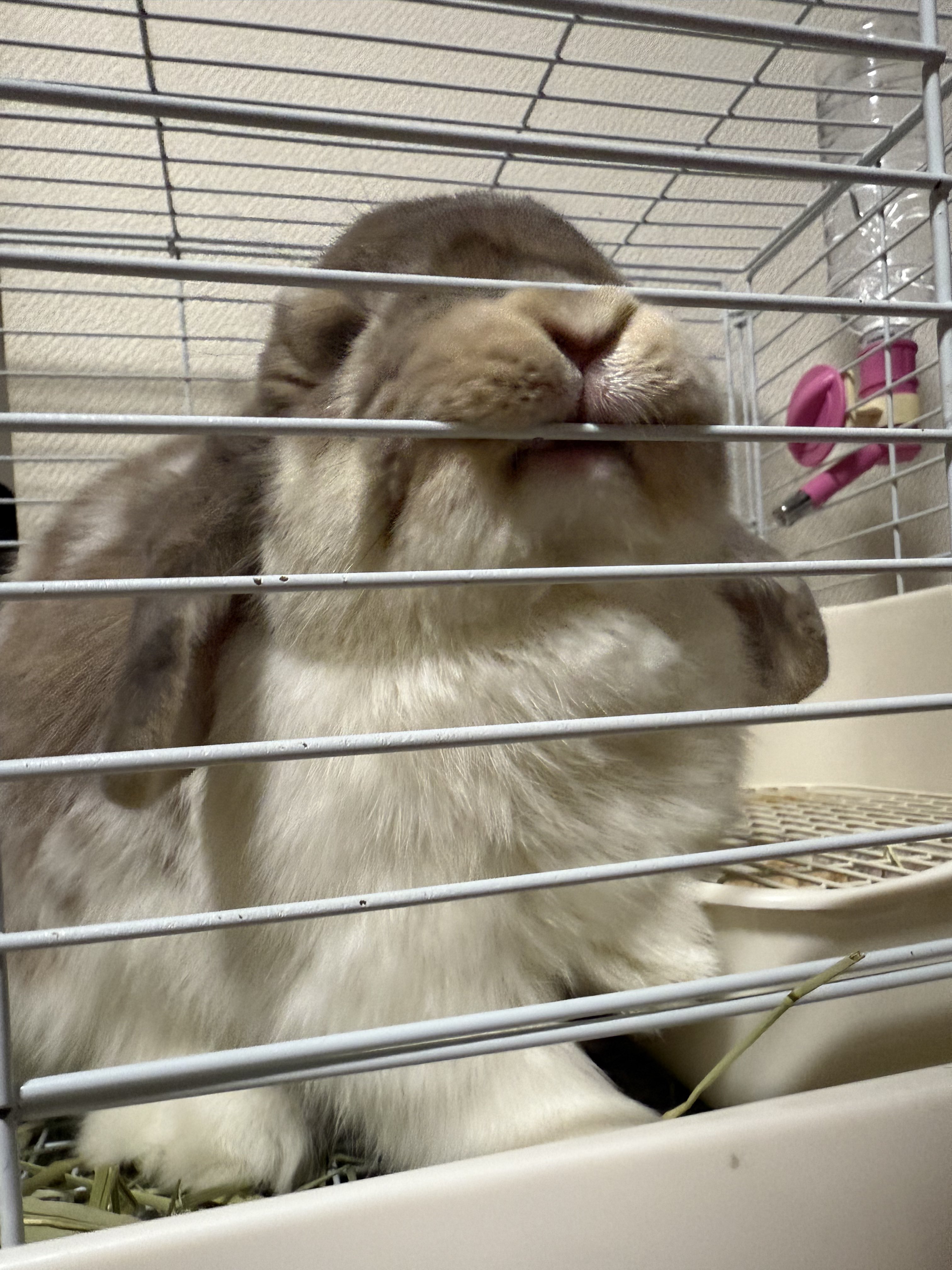 うさぎのミミちゃん🐰 on X: 