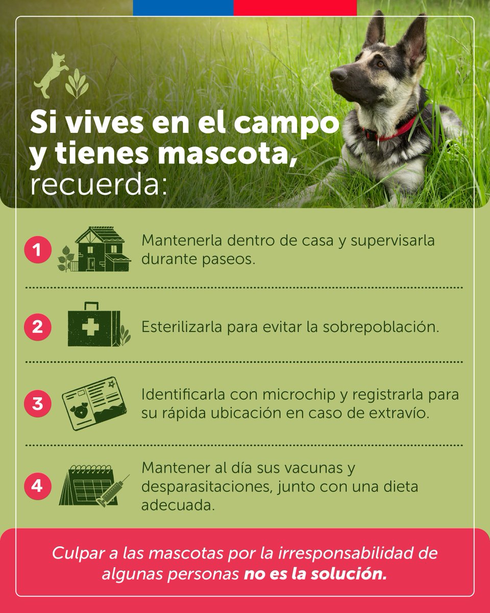 🚨 Cuida a tu mascota y no permitas que acceda a vías de circulación vehicular, pones en riesgo su vida y pueden causar accidentes a terceros.  🐕🐈 #EllosConfíanEnTi <a href="/MascotaGob/">Tenencia Responsable</a>