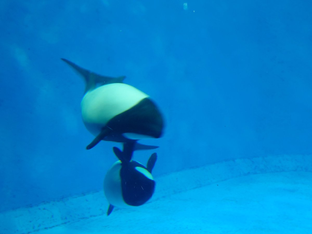 williamsfw14's tweet photo. 先日 #鳥羽水族館 で #イロワケイルカ
 見ました！元気いっぱいに泳ぎ回っていましたよ https://t.co/gvbjGBGbK0