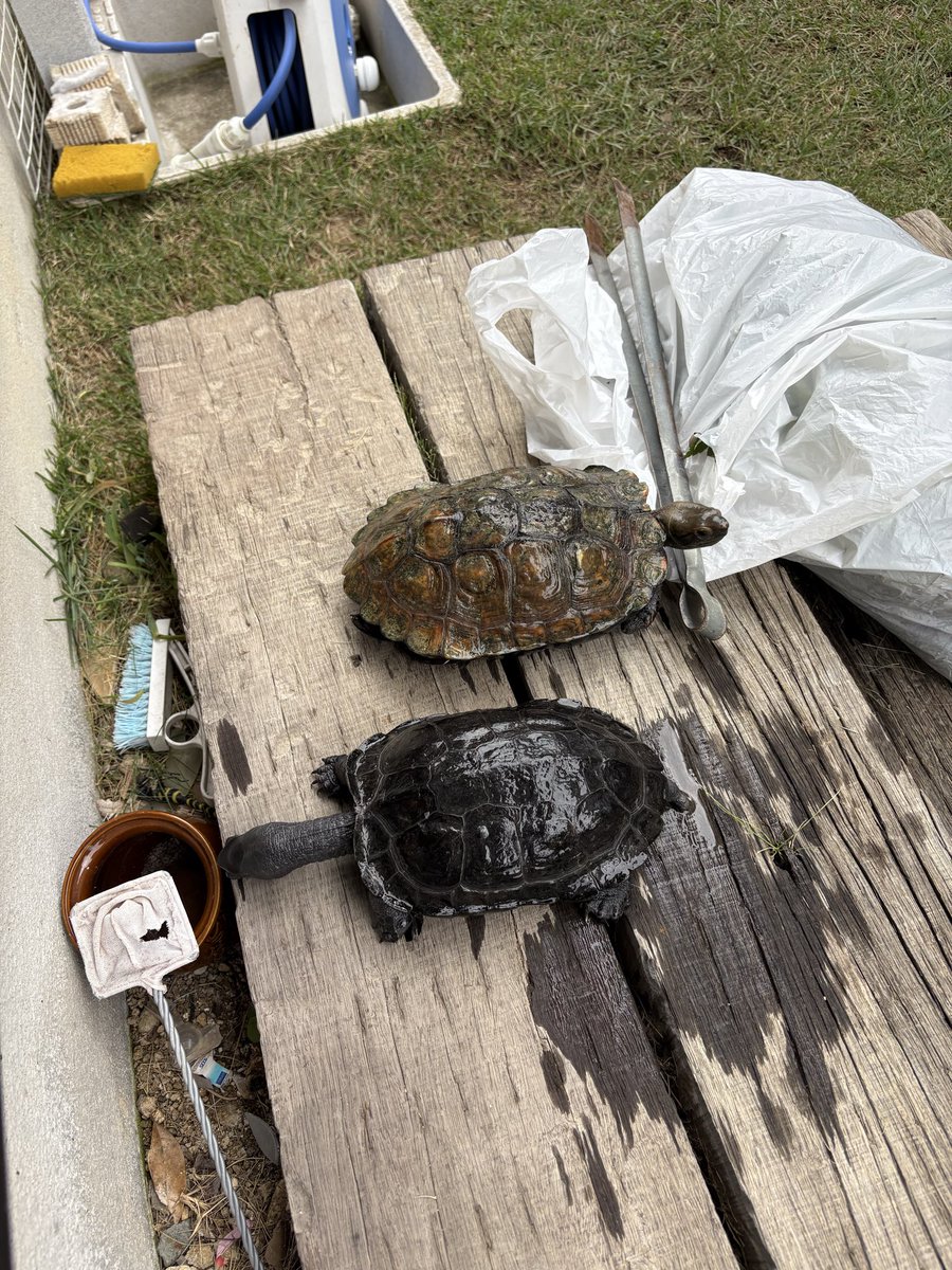 🐢🐢「ママー‼︎いろいろちらかってるよ‼︎」