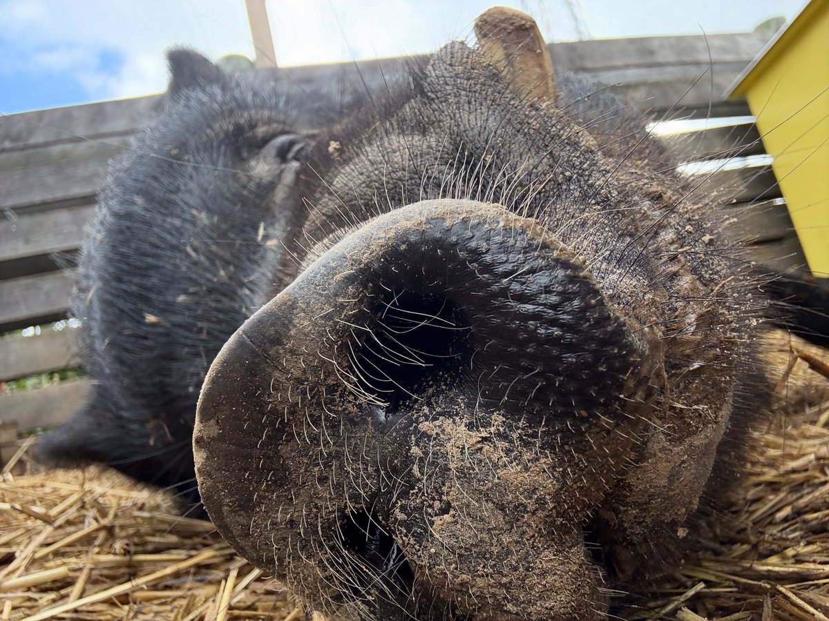 Barn Sanctuary tweet media