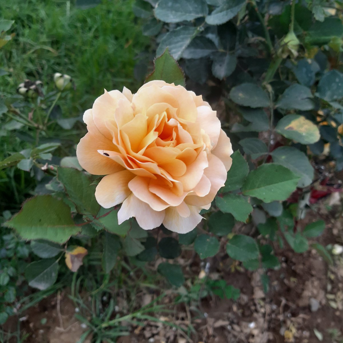 Mostafa69284548's tweet photo. #صورة_ملف_شخصي_جديدة https://t.co/qImamTQ80i