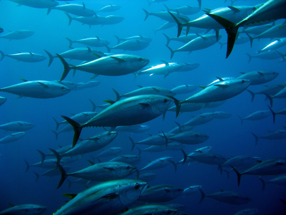 UQscience's tweet image. A #UQ-led team have discovered that even highly migratory species like tuna and other large pelagic fish consistently return to the same ocean hotspots to spawn year after year. 🐟🐟🐟

Read the paper: nature.com/articles/s4146…