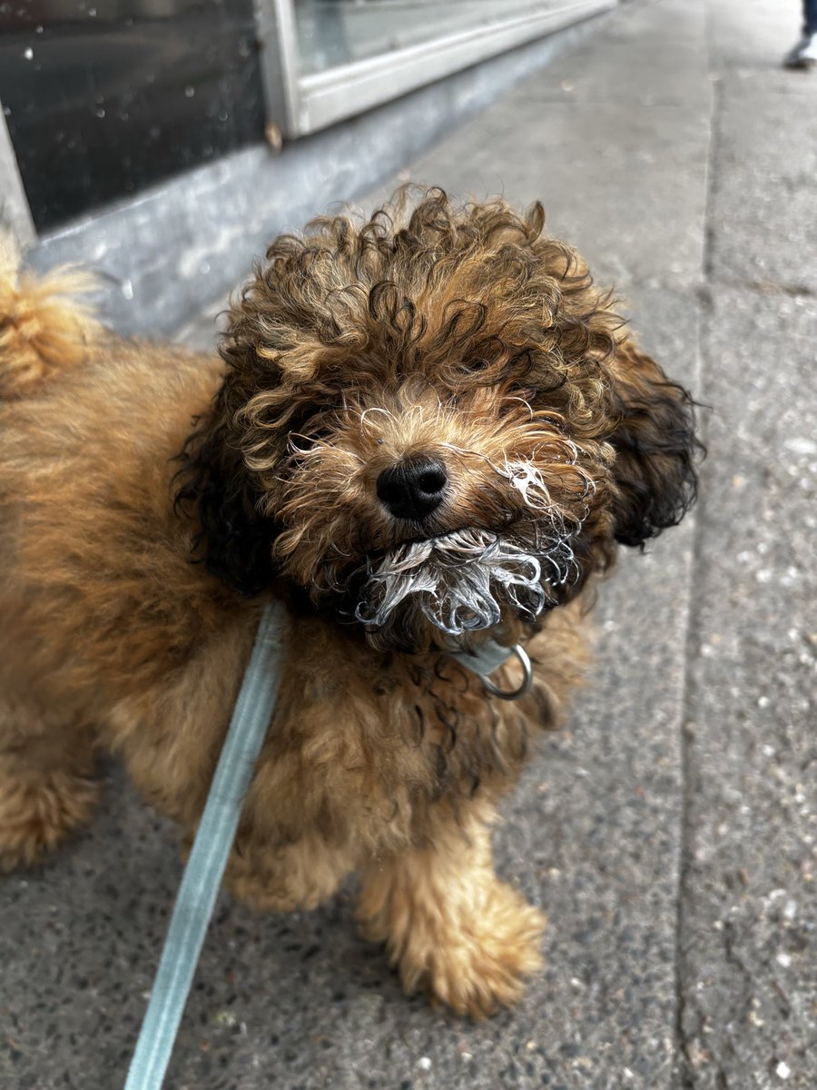 jon4htv's tweet image. #gizmoday  3  ♥︎  yeah ok i love him ft my boyfriends drawing. this poor dog