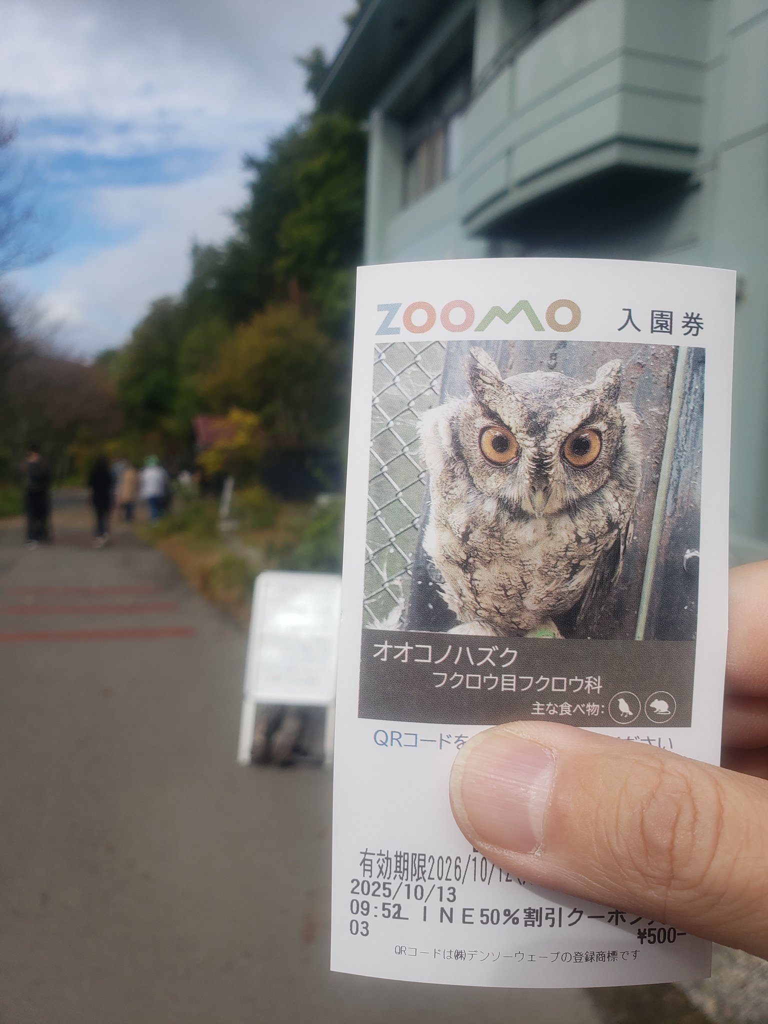 今年もアオバズク来る❢ 2024.6.2 千潮祥路 on X: 